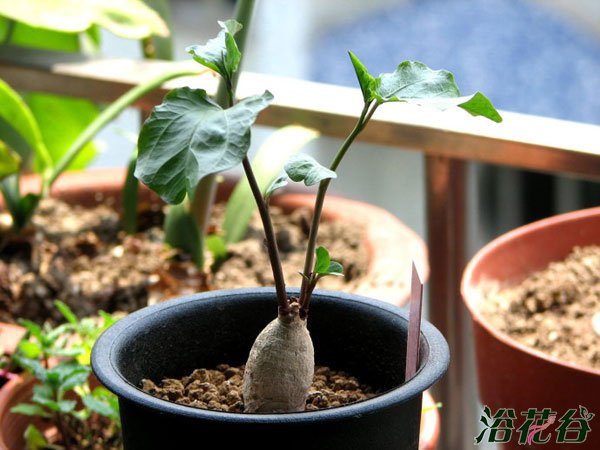 螺旋牵牛Ipomoea platensis