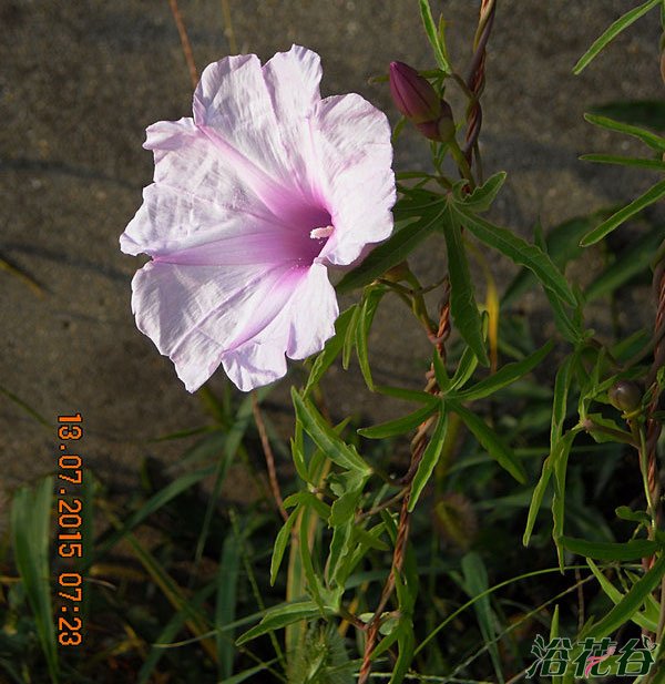 螺旋牵牛Ipomoea platensis