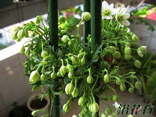 <a href='https://www.861230.com/guanhuazhiwu/6709.html' target='_blank'><u>铁线莲</u></a>银币的资料介绍