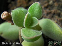 火星兔子原始种
