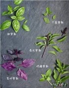 罗勒的品种(附种植要点)
