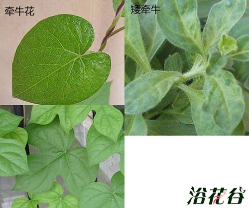 矮牵牛和<a href='https://www.861230.com/guanhuazhiwu/6858.html' target='_blank'><u>牵牛花</u></a>的区别