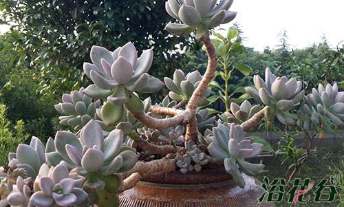 厚脸皮植物有哪些