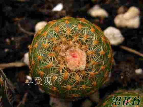 Frailea aurora 欧若拉