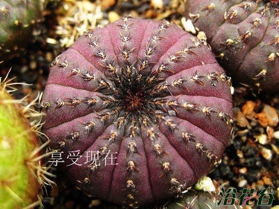 Frailea asteroides 铁甲士童