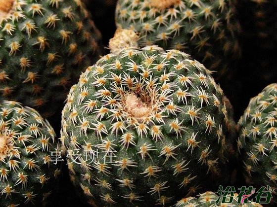 Frailea buenekeri
