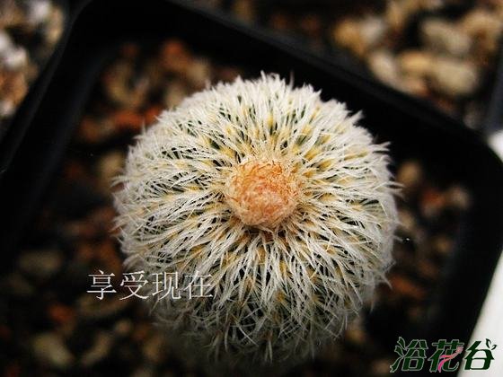 Frailea buenekeri var. densispina密刺丸