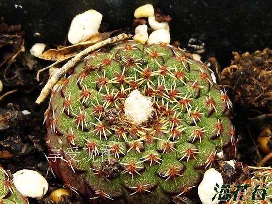 Frailea cataphracta天恵丸