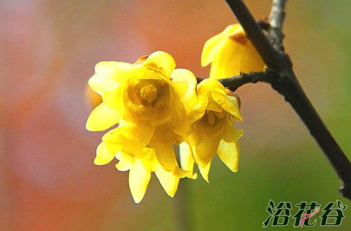 素心<a href='https://www.861230.com/guanhuazhiwu/6572.html' target='_blank'><u>蜡梅</u></a>与馨口腊<a href='https://www.861230.com/guanhuazhiwu/9.html' target='_blank'><u>梅</u></a>的区别(图)
