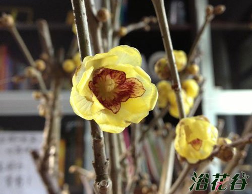 素心<a href='https://www.861230.com/guanhuazhiwu/6572.html' target='_blank'><u>蜡梅</u></a>与馨口腊<a href='https://www.861230.com/guanhuazhiwu/9.html' target='_blank'><u>梅</u></a>的区别(图)