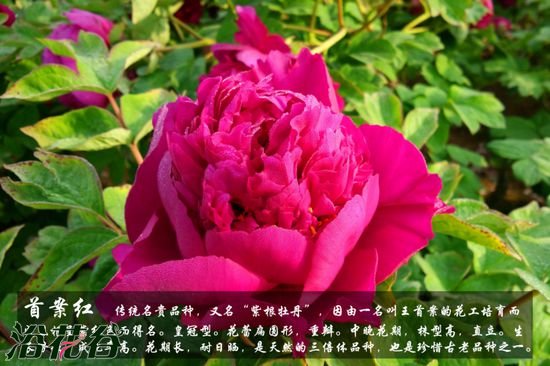 牡丹花品种及图片