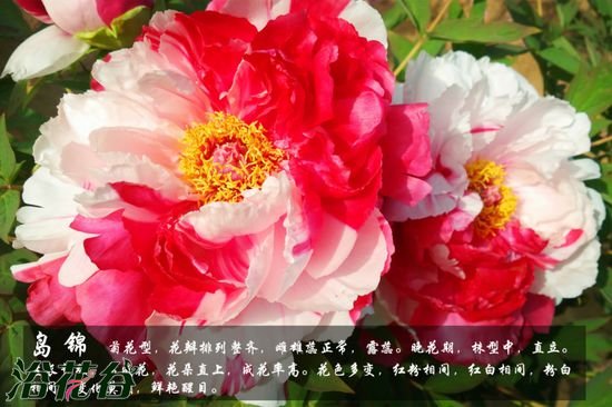 牡丹花品种及图片