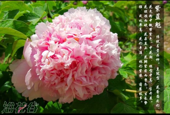 牡丹花品种及图片