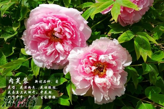 牡丹花品种及图片