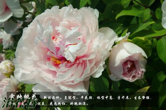 牡丹花品种及图片
