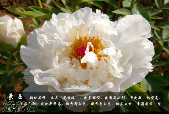 牡丹花品种及图片