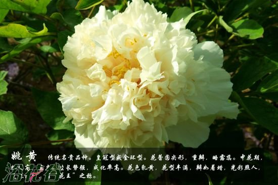 牡丹花品种及图片