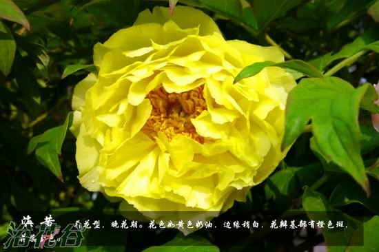 牡丹花品种及图片