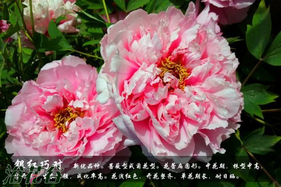 牡丹花品种及图片