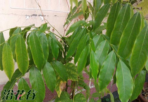元宝树和平安树的区别(图)