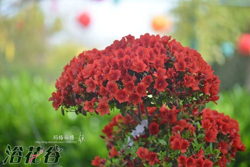 <a href='https://www.861230.com/guanhuazhiwu/31.html' target='_blank'><u>杜鹃花</u></a>的品种分类(图)