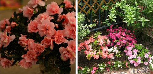 <a href='https://www.861230.com/guanhuazhiwu/31.html' target='_blank'><u>杜鹃花</u></a>的品种分类(图)