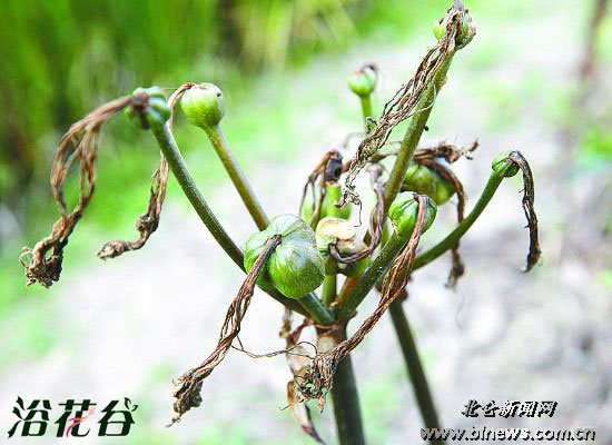 换锦花的果实