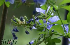 蓝雪花种子什么样(多图)
