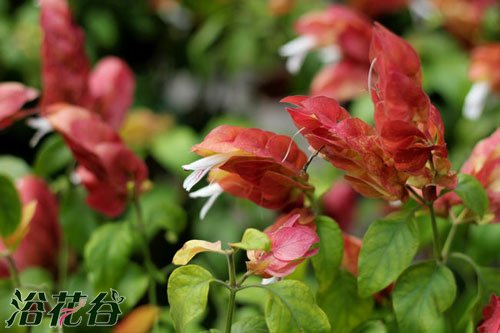 金苞花和虾衣花的区别(图)