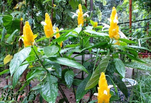金苞花和虾衣花的区别(图)