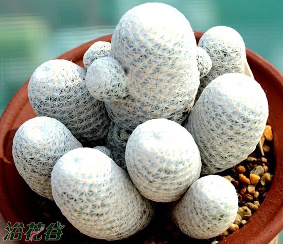 白鹭（仙人掌科)Mammillaria albiflora