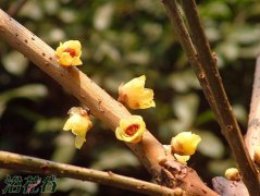 蜡梅花和腊梅花的区别(图)