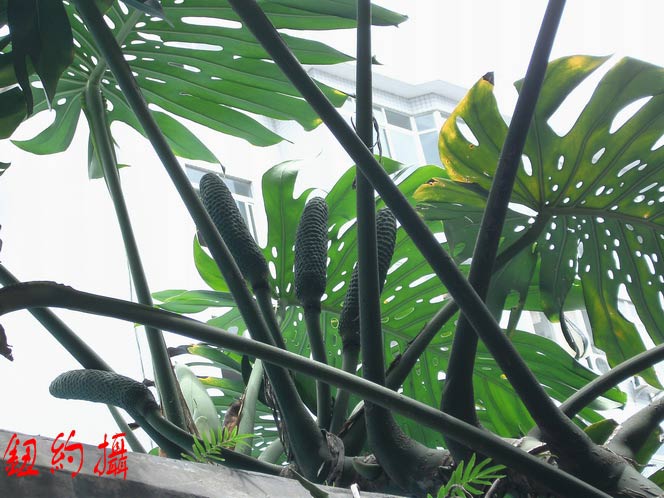 龟背竹果实(图)