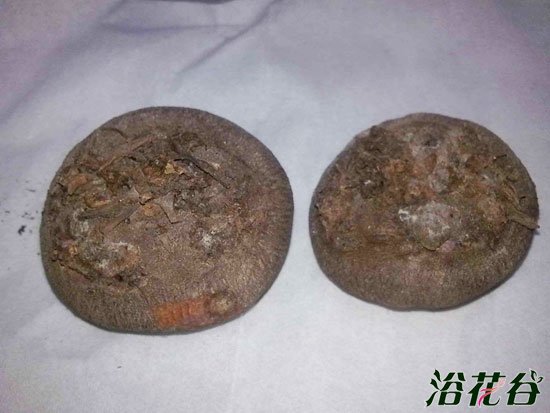 <a href='https://www.861230.com/guanhuazhiwu/6619.html' target='_blank'><u>仙客来</u></a>种球图片