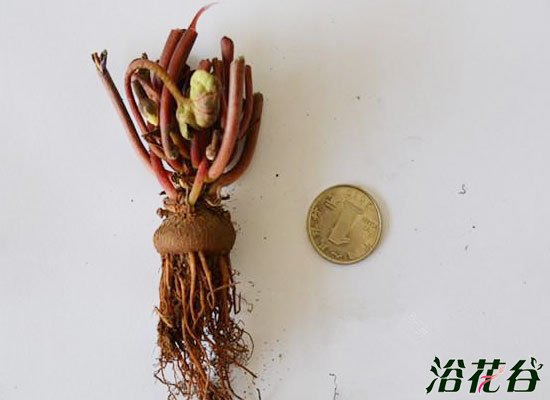 <a href='https://www.861230.com/guanhuazhiwu/6619.html' target='_blank'><u>仙客来</u></a>种球图片