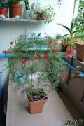 羽叶茑萝花图片
