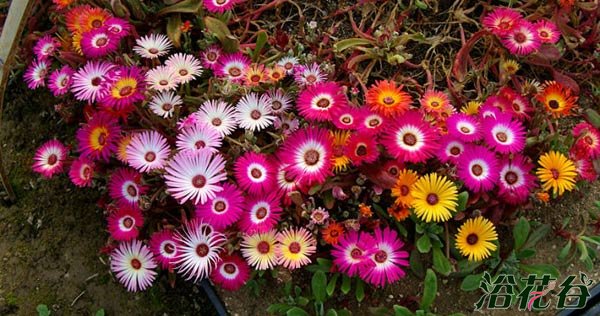 冰叶日中花(冰菜、非洲冰菜、水晶花、冰草、冰叶)