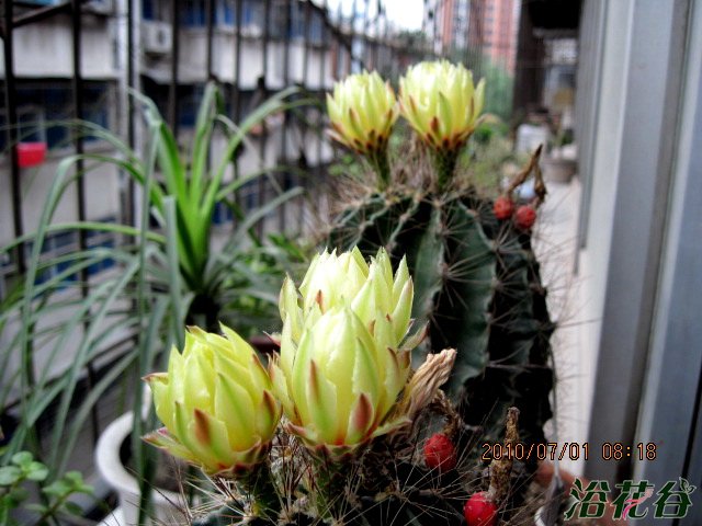 龙王球开花