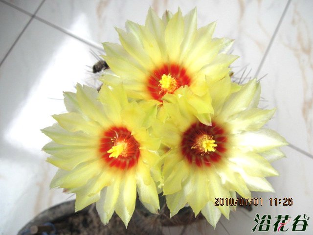 龙王球开花