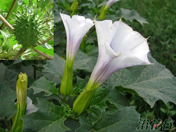 草本和木本<a href='https://www.861230.com/guanhuazhiwu/45.html' target='_blank'><u>曼陀罗</u></a>的区别