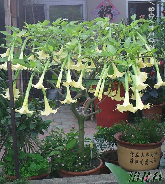 草本和木本<a href='https://www.861230.com/guanhuazhiwu/45.html' target='_blank'><u>曼陀罗</u></a>的区别