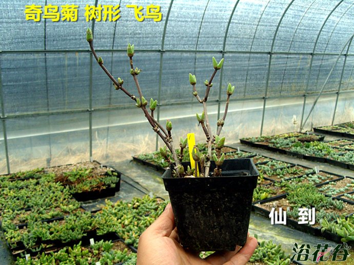 奇鸟菊属树形飞鸟