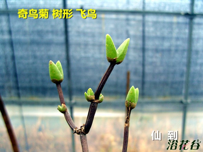 奇鸟菊属树形飞鸟