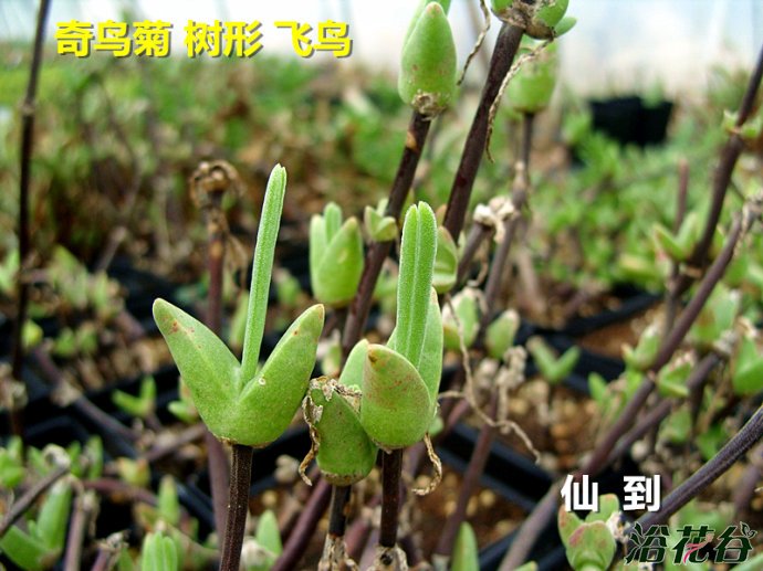 奇鸟菊属树形飞鸟