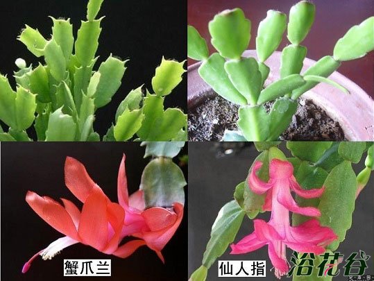 蟹爪兰仙人指假昙花图片(区别)