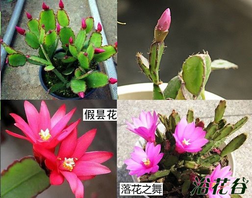 蟹爪兰仙人指假昙花图片(区别)