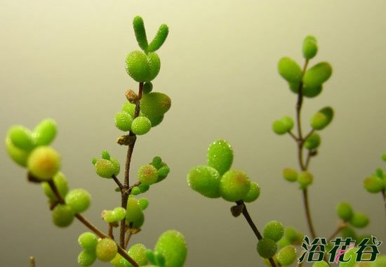 枝干番杏和碧光环（见解）