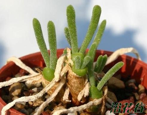枝干番杏和碧光环（见解）