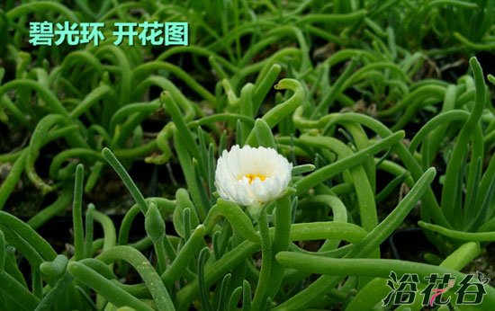 枝干番杏和碧光环（见解）