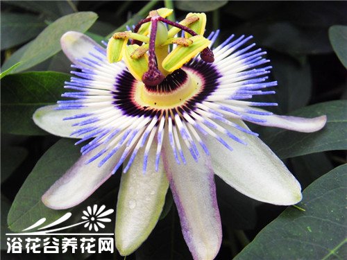 果汁之王<a href='https://www.861230.com/guanhuazhiwu/6722.html' target='_blank'><u>西番莲</u></a>